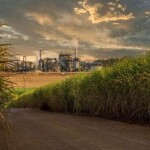 O Nordeste deverá continuar a exportar cerca de 62% de sua produção de açúcar, notadamente pelos portos de Maceió (AL), Recife (PE) e Suape (PE) e em menor escala, João Pessoa (PB) e Natal (RN). (Arquivo NovaBio)