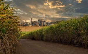 O Nordeste deverá continuar a exportar cerca de 62% de sua produção de açúcar, notadamente pelos portos de Maceió (AL), Recife (PE) e Suape (PE) e em menor escala, João Pessoa (PB) e Natal (RN). (Arquivo NovaBio)