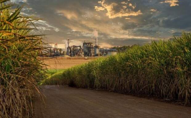 O Nordeste deverá continuar a exportar cerca de 62% de sua produção de açúcar, notadamente pelos portos de Maceió (AL), Recife (PE) e Suape (PE) e em menor escala, João Pessoa (PB) e Natal (RN). (Arquivo NovaBio)