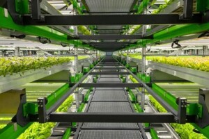 Aumento da demanda global por alimentos é desafio para agricultura, que precisará encontrar alternativas para aumentar produção. (Foto: Bowery Farms / Divulgação)