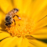 Muito além da produção de mel, as abelhas têm um papel crucial para a produção de alimentos em todo o planeta, além da manutenção da biodiversidade. (Crédito: Freepik)