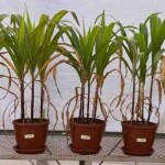 Pesquisa desenvolvida pela Embrapa Cocais avalia que tal tecnologia pode ser alternativa para correção do solo e fonte de nutrientes para cultura do milho cultivada em latossolos. Foto: Ivana Machado Fonseca