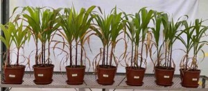 Pesquisa desenvolvida pela Embrapa Cocais avalia que tal tecnologia pode ser alternativa para correção do solo e fonte de nutrientes para cultura do milho cultivada em latossolos. Foto: Ivana Machado Fonseca