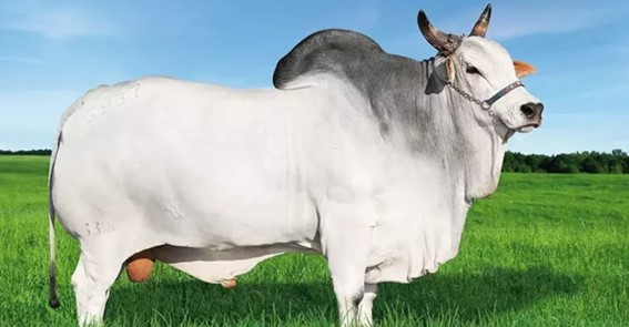O indicador revelou um crescimento de 19% nos embarques de sêmen e 14% nas importações. Trazer os animais para o Brasil tornou-se uma opção estratégica para as empresas enfrentarem a volatilidade da economia global. Foto: ASBIA