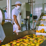 Iniciativa, que abrange 1.477 municípios de 11 estados, é a maior da história do Banco de apoio à inclusão produtiva coletiva. Recursos, via edital, viabilizarão maior capacidade produtiva e de comercialização de cooperativas de agricultores familiares. (Foto: Coopercuc / sdr.ba.gov.br