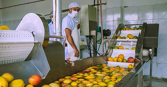 Iniciativa, que abrange 1.477 municípios de 11 estados, é a maior da história do Banco de apoio à inclusão produtiva coletiva. Recursos, via edital, viabilizarão maior capacidade produtiva e de comercialização de cooperativas de agricultores familiares. (Foto: Coopercuc / sdr.ba.gov.br