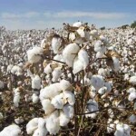 Solução encontrada na nanomaterial à base de carbon potencializa a rentabilidade e fortalece o cultivo da fibra ao otimizar processos fisiológicos do algodoeiro. (Divulgação)