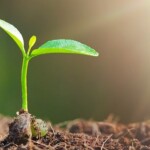 “Sempre que pensamos em melhorar a qualidade biológica do ambiente agrícola, lembramos de melhorias na qualidade do solo e no desenvolvimento das plantas, o que envolve uma série de processos”. (Pesquisa Google)