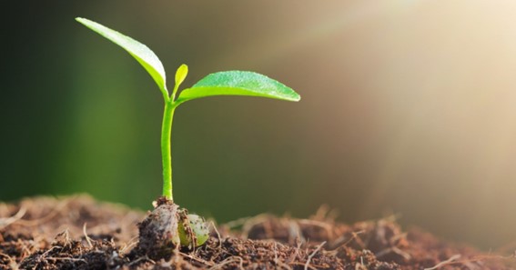 “Sempre que pensamos em melhorar a qualidade biológica do ambiente agrícola, lembramos de melhorias na qualidade do solo e no desenvolvimento das plantas, o que envolve uma série de processos”. (Pesquisa Google)