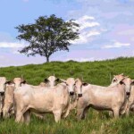 Kaliberb Beef atende às exigências nutricionais das novilhas - desde a recria até o parto, melhorando a fertilidade e o número de bezerros de alta qualidade produzidos por ano. (Divulgação - De Heus)