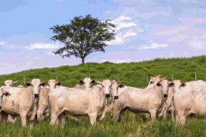 Kaliberb Beef atende às exigências nutricionais das novilhas - desde a recria até o parto, melhorando a fertilidade e o número de bezerros de alta qualidade produzidos por ano. (Divulgação - De Heus)