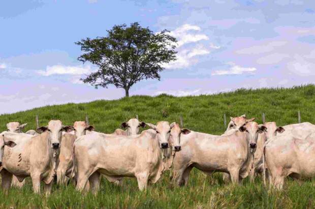 Kaliberb Beef atende às exigências nutricionais das novilhas - desde a recria até o parto, melhorando a fertilidade e o número de bezerros de alta qualidade produzidos por ano. (Divulgação - De Heus)