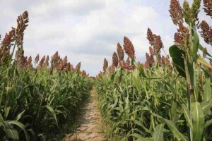 Com um mercado em expansão, o sorgo se destaca pela versatilidade, proporcionando benefícios econômicos tanto para os agricultores quanto para o agronegócio brasileiro. (Divulgação)