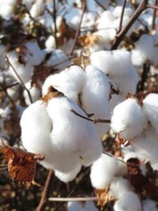 Trata-se de um estudo inédito no Brasil, que pretende estabelecer uma referência nacional, confiável sobre o impacto ambiental da cultura. Foto: Fabiano Perina