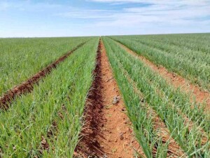 Expansão na produção de cebolas no Brasil reforça a importância de cultivares híbridas adaptadas (Agristar do Brasil)