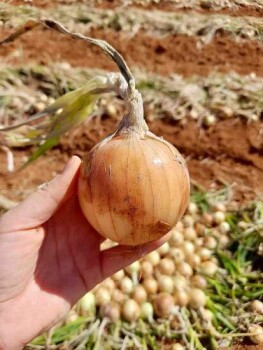 Expansão na produção de cebolas no Brasil reforça a importância de cultivares híbridas adaptadas. (Agristar do Brasil)