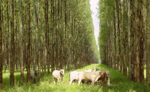 Política Nacional de Integração Lavoura-Pecuária-Floresta foi criada em 2013 (Reprodução – Internet)