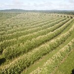 “o fato de o agroambiental conciliar as ciências agrárias com as ciências ambientais garante práticas sustentáveis. E isso contribui efetivamente para solucionar a questão”. (Reprodução – Internet)