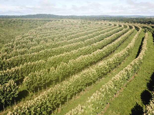 “o fato de o agroambiental conciliar as ciências agrárias com as ciências ambientais garante práticas sustentáveis. E isso contribui efetivamente para solucionar a questão”. (Reprodução – Internet)