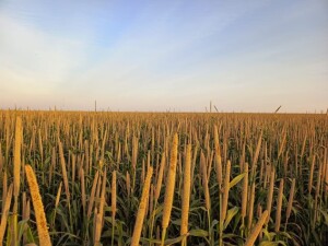 Variedade se destaca pela rentabilidade, além de contribuir para o aumento da produtividade da soja subsequente em até 3,5 sacas por hectare. (Atto Sementes)