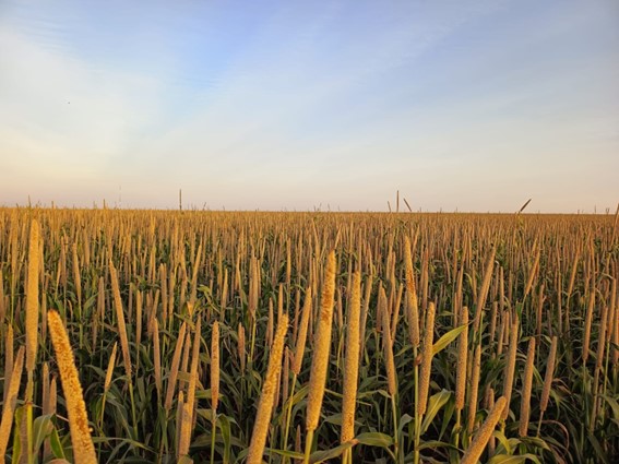 Variedade se destaca pela rentabilidade, além de contribuir para o aumento da produtividade da soja subsequente em até 3,5 sacas por hectare. (Atto Sementes)
