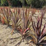 Curauá é uma bromélia amazônica com amplo potencial de uso na indústria por sua resistência e características que podem substituir parcialmente a fibra de vidro. Na foto, curauá roxo. Photo: Maria José Tupinamb