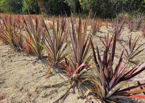 Curauá é uma bromélia amazônica com amplo potencial de uso na indústria por sua resistência e características que podem substituir parcialmente a fibra de vidro. Na foto, curauá roxo. Photo: Maria José Tupinamb