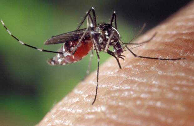Até o momento, 14 cidades baianas vivem epidemia de dengue neste verão, dentre as quais, Vitória da Conquista, Guanambi e Brumado são as mais afetadas com aumento de casos da doença. (Crédito: Divulgação).