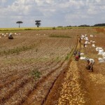Proposta regulamenta bioinsumos usados no controle biológico de pragas. Produção de clones para pecuária também é regulamentada. (Gilson Abreu/AEN).