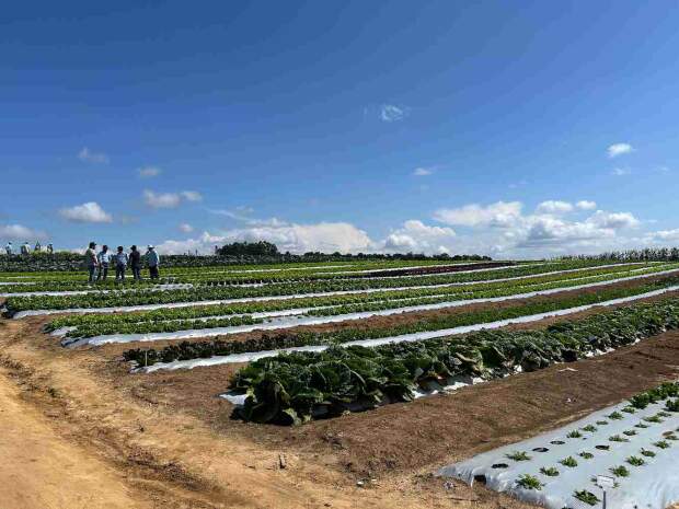 Avaliações buscam desenvolver cultivares adaptadas às necessidades da região, que é polo de produção de cebola. (Agristar do Brasil)