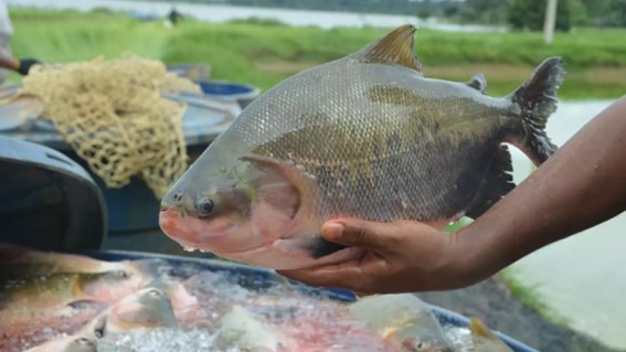 Especialista em aquicultura e manejo sustentável, fala sobre produção de peixes nativos. (Foto: Portal do Governo do Estado de Rondônia / Divulgação)
