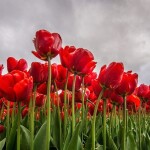 Símbolo global de conscientização, a tulipa "Dr. James Parkinson" une forças com a ciência brasileira, que explora o potencial neuroprotetor da própolis vermelha para enfrentar os desafios dessa doença neurodegenerativa. (Freepik)