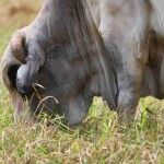 Prática envolve a exclusão de áreas específicas do pastejo durante a época das chuvas, permitindo que a vegetação acumule uma reserva estratégica para alimentar o rebanho. (Divulgação Connan).