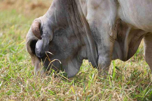Prática envolve a exclusão de áreas específicas do pastejo durante a época das chuvas, permitindo que a vegetação acumule uma reserva estratégica para alimentar o rebanho. (Divulgação Connan).