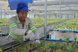 O projeto está em linha com o compromisso de transparência na relação da empresa com suas diversas partes interessadas. Foto: Acervo Bracell