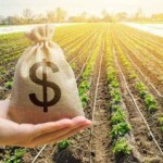 No entanto, especialistas apontam que o crédito internacional pode ser uma saída estratégica para enfrentar essa crise e abrir novas oportunidades para o agronegócio brasileiro. (Crédito: Eqseed / reprodução Internet)
