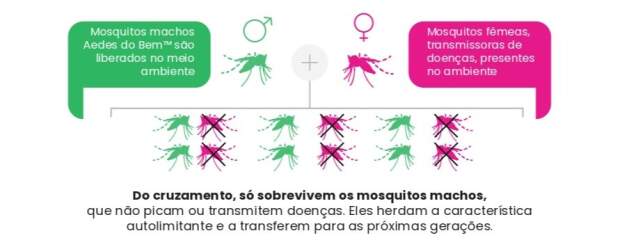 Resultado-Congonhas - Aedes do Bem