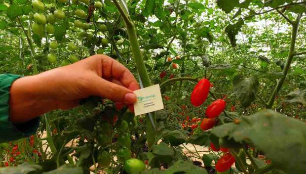 O ciclo curto de muitas culturas e a dinâmica de colheita exigem que o produtor procure por produtos com menor período de carência. (Trichomip / Divulgação).