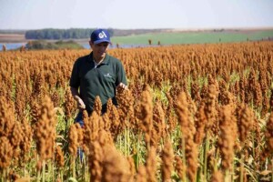 Além de ser opção interessante para fugir dos problemas com pragas decorrentes da sucessão soja e milho, a cultura pode ser mais uma fonte de renda na propriedade por ser mais tolerante a seca e adaptado aos mais variados climas do Brasil. (Divulgação Advanta)