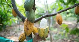 Em relação ao cacau, a Bahia recuperou a liderança em 2024, ultrapassando o Pará como o maior produtor brasileiro. (Divulgação)