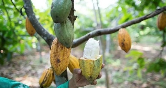 Em relação ao cacau, a Bahia recuperou a liderança em 2024, ultrapassando o Pará como o maior produtor brasileiro. (Divulgação)