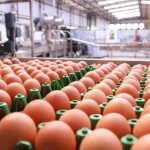 Melhorar a alimentação e fornecer microminerais são algumas das sugestões para incrementar a produção e mitigar perdas, tornando a produção mais lucrativa e o alimento mais atrativo para os consumidores. (Foto: Rodrigo Felix Leal/Arquivo AEN-PR)