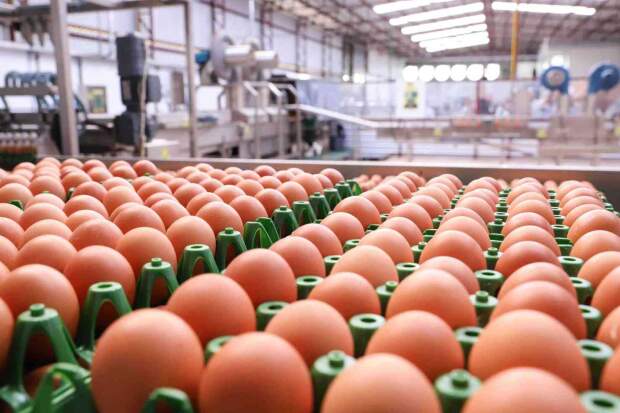 Melhorar a alimentação e fornecer microminerais são algumas das sugestões para incrementar a produção e mitigar perdas, tornando a produção mais lucrativa e o alimento mais atrativo para os consumidores. (Foto: Rodrigo Felix Leal/Arquivo AEN-PR)