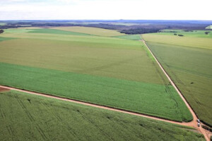 Ambas as regiões têm terras adequadas para o plantio de grãos e outras culturas e o preço do hectare está entre os menores do país. (Matopiba / Foto: Ibama).