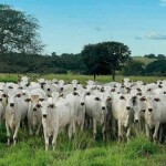 Levantamento preliminar da consultoria apontou uma ligeira queda nos abates inspecionados pelo SIF, enquanto a participação de fêmeas aumentou em fev/25. (Foto: Novilhas da Fazenda 3 Lagoas / reprodução)