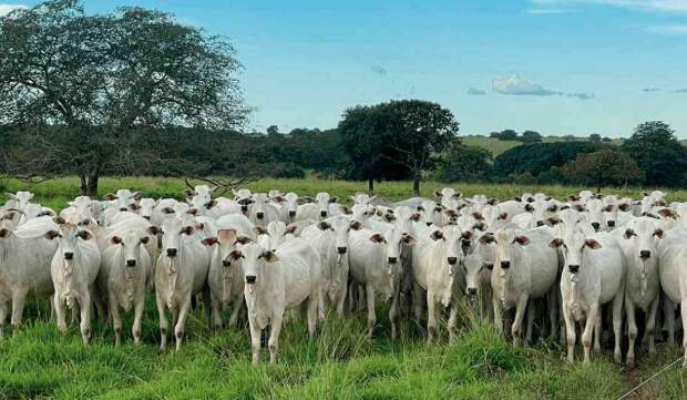 Levantamento preliminar da consultoria apontou uma ligeira queda nos abates inspecionados pelo SIF, enquanto a participação de fêmeas aumentou em fev/25. (Foto: Novilhas da Fazenda 3 Lagoas / reprodução)