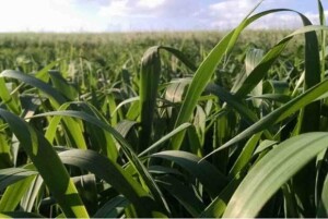O produto GreenUP se destaca em lavouras de cultivo de milho, arroz, cana-de-açúcar, sorgo, trigo, cevada e pastagens, além de ser indicado para o mercado de pulverizações com drones. (Divulgação)