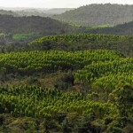 Bracell assume compromisso com governo de São Paulo para preservação de 115 mil hectares de matas nativas. (Foto: Arquivo Bracell /divulgação).