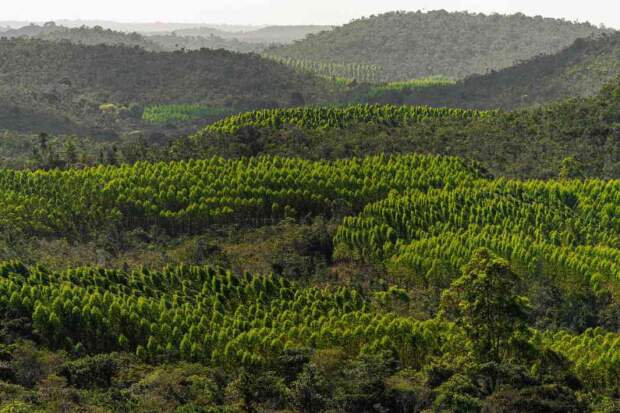 Bracell assume compromisso com governo de São Paulo para preservação de 115 mil hectares de matas nativas. (Foto: Arquivo Bracell /divulgação).
