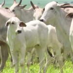 Adoção de critérios técnicos reduz prejuízos e otimiza o desempenho da fazenda. (Foto: Reprodução / pesquisa Internet)